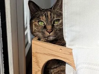 頂き物のボックスで過ごす猫ず(´∀｀*)…