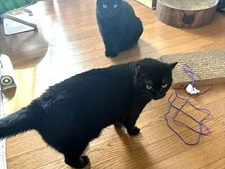 地味に争う猫たち
