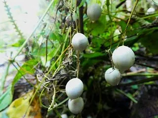 スズメウリ（雀瓜）の果実