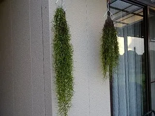 エアープランツ