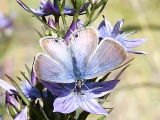 ムラサキセンブリに飛んできた～ウラナミシ…
