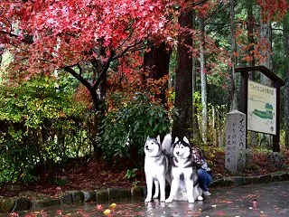 辰之介の日々 2019年11月（家に来て…