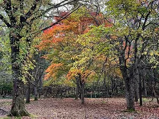 木を叩く 音を頼りに 影を追う