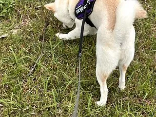 犬騒動２