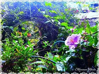 14年前の花壇