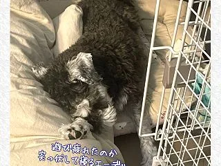エーデル、突っ伏して寝る