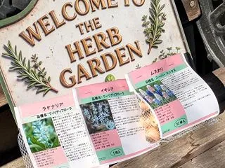 球根 ーラケナリア・イキシア・ムスカリー
