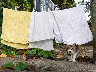 くぐる。