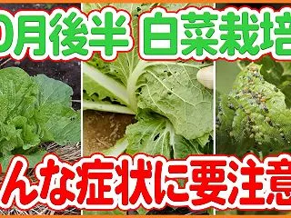 白菜栽培：10月後半はここに注意！害虫被…