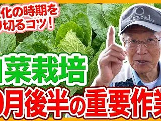家庭菜園や農園の白菜栽培で10月後半の重…