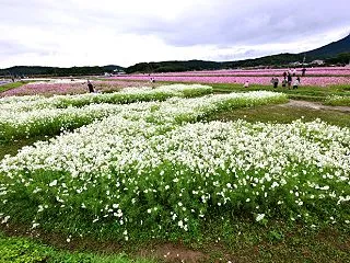 中津 三光コスモス祭