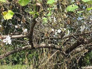 ウオーキング中の花探訪