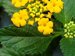 挿し木のランタナの苗が開花 ( *´艸｀…