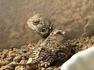 ゼノガマ ベビー3号 雌雄判別してみまし…