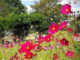 相模三川公園のコスモス