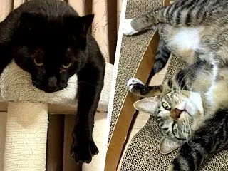 里親通信パート７０１ ドン太くん&amp…