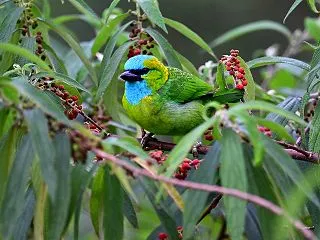 ボルネオ野鳥紀行2026年 その6 タン…