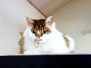 猫砂食べた、野生児！！！