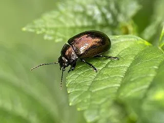 昆虫ワールド 505