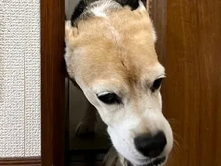 はなちゃんは教室、ママごんは実家へ行って…