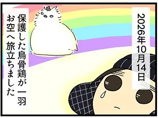 保護うこさん虹の橋を渡りました🌈