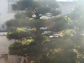 松の散髪出来上がり ダイコンに追肥・土寄…