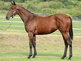 【ノルマンディー】2026年度募集馬評価…