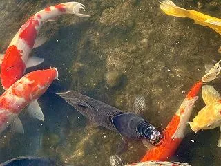 久しぶりの久地紅子