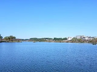 水戸観光スポット 千波湖、十月桜、黒鳥、…