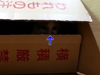 のどぐろ、イタズラする前に怒られるの巻