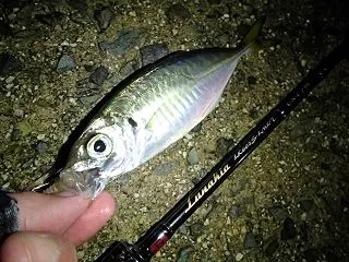 今季初アジ