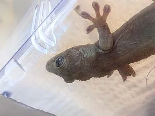 本日のヤモリです。2307日目