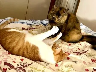 １０月２５日 ベッドで揉めないで！！