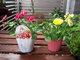 わが家のベランダはペチュニアから「よく咲…