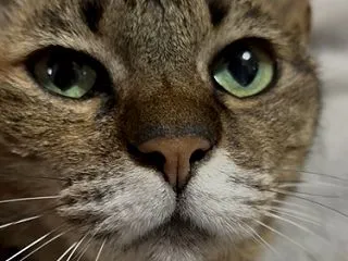 アップ