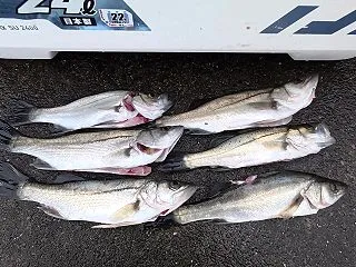 相模川のぶっこみ釣り