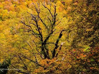 坤六峠付近の紅葉風景（群馬県利根郡片品村…