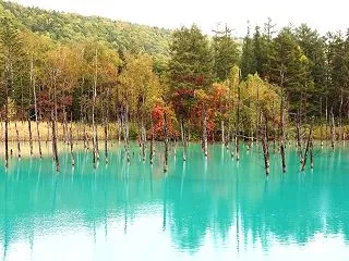 北海道美瑛「白金青い池」のこと