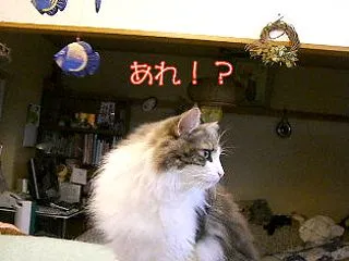 変顔レオたん🙀その後どうしたの⁉️
