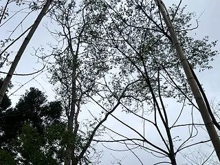 枯れ淡竹の大鳥居