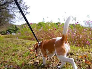 今日のおさんぽ。