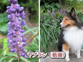 小次郎と秋の草花 － ヤブラン（藪蘭） …