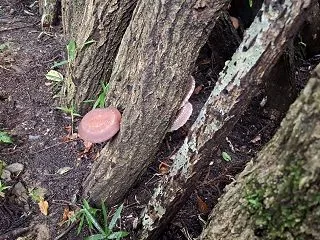 #396 何だかんだで「草刈」中心の活動…