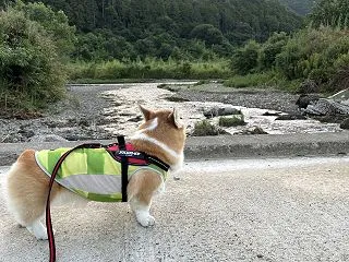 やったー