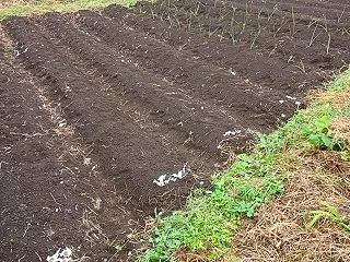雨が降る前にタマネギとニンニクを植え付け…