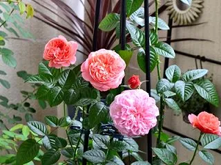 ライフ バラ 秋 開花 ロサオリエンティ…