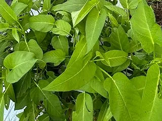 夏の名残り？ まだまだ頑張る葉物たち、エ…