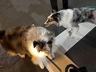 ★☆ 懐かしい街/ミーとブーとカリンと…