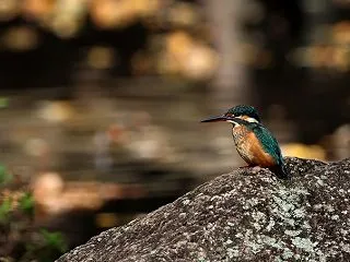 枯葉舞い散る ＾＾