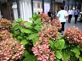 10月のアジサイ